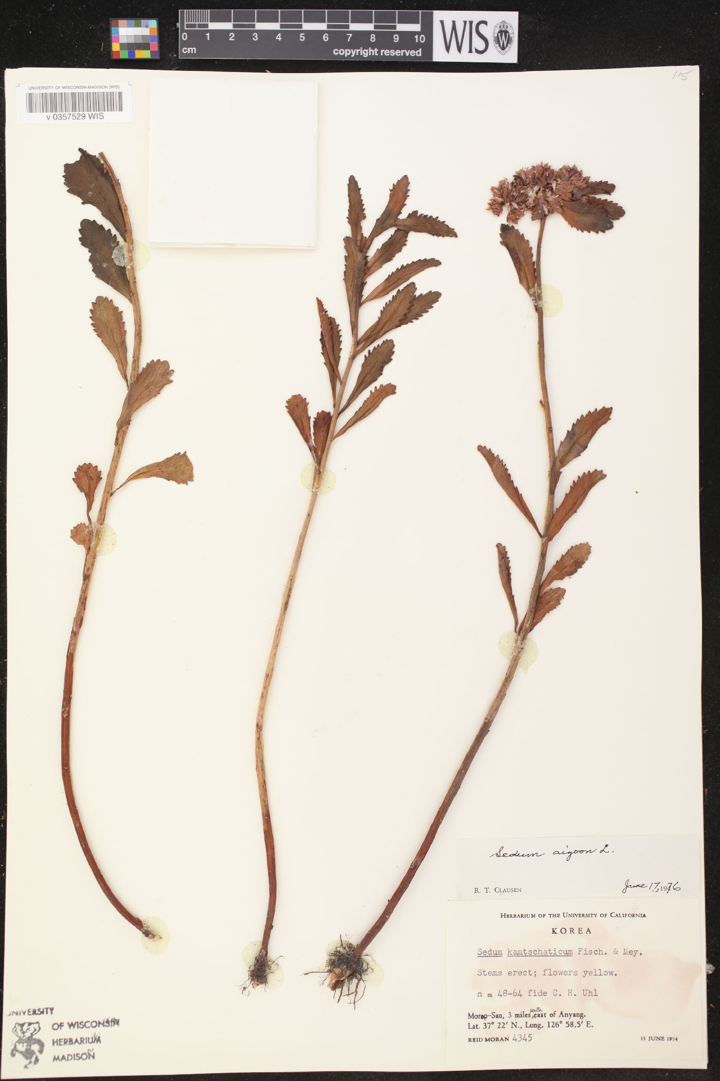 Sedum aizoon image