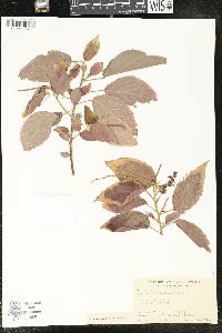 Acalypha wilkesiana image