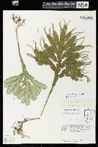 Selaginella speciosa image