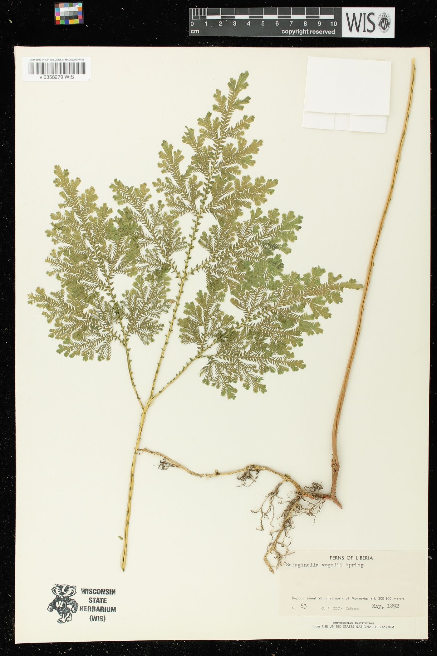 Selaginella vogelii image