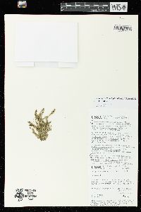 Selaginella selaginoides image