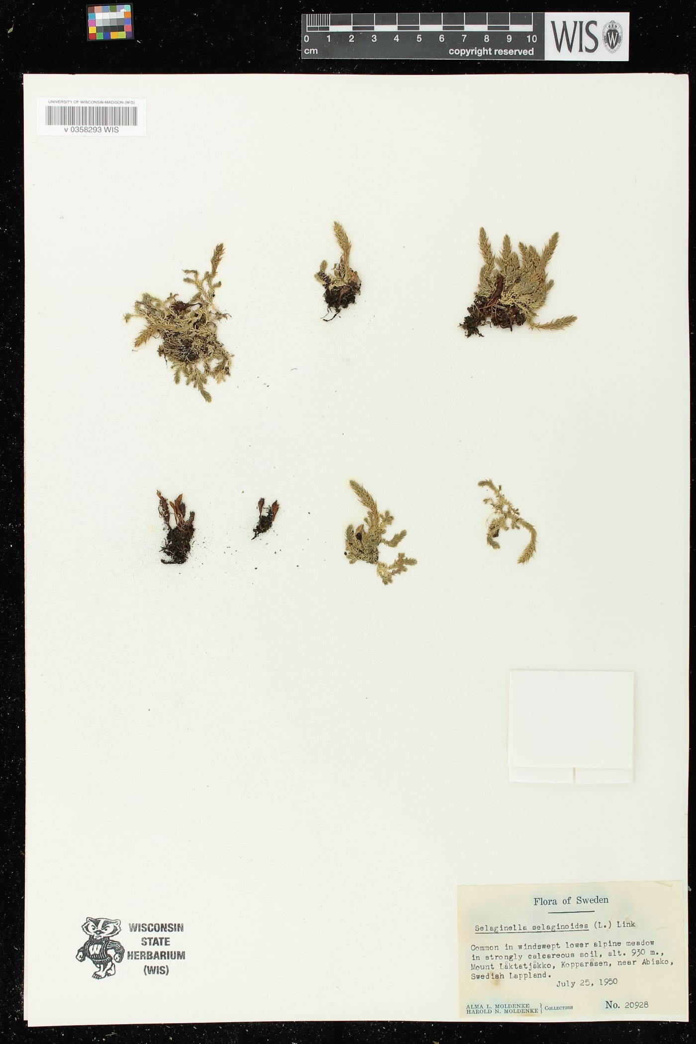 Selaginella selaginoides image