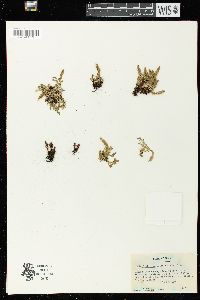 Selaginella selaginoides image