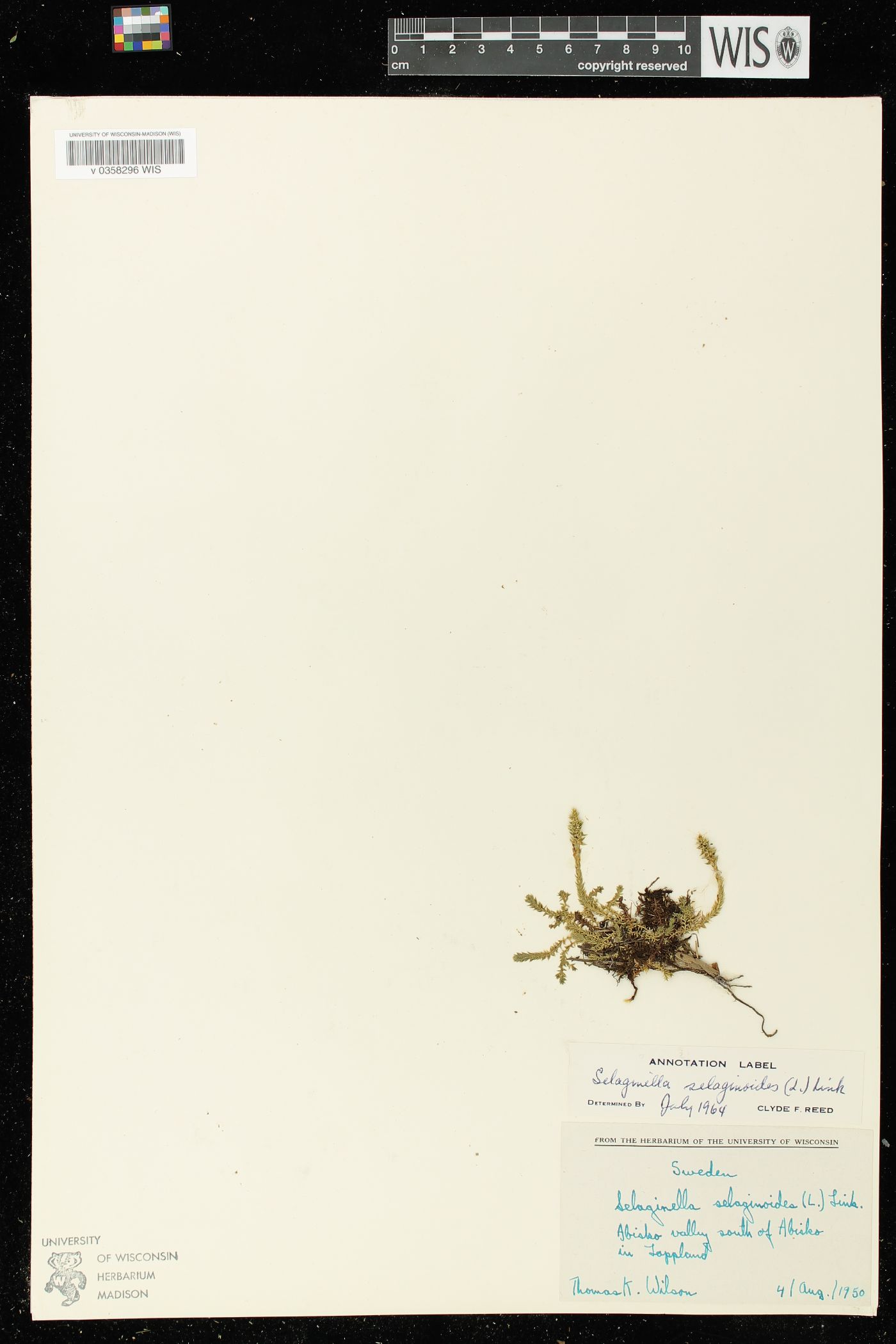 Selaginella selaginoides image