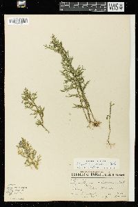 Selaginella neocaledonica image