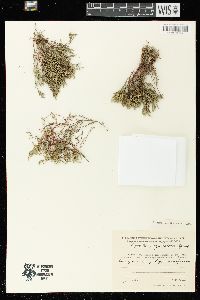 Selaginella sanguinolenta image