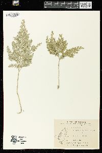 Selaginella moellendorffii image