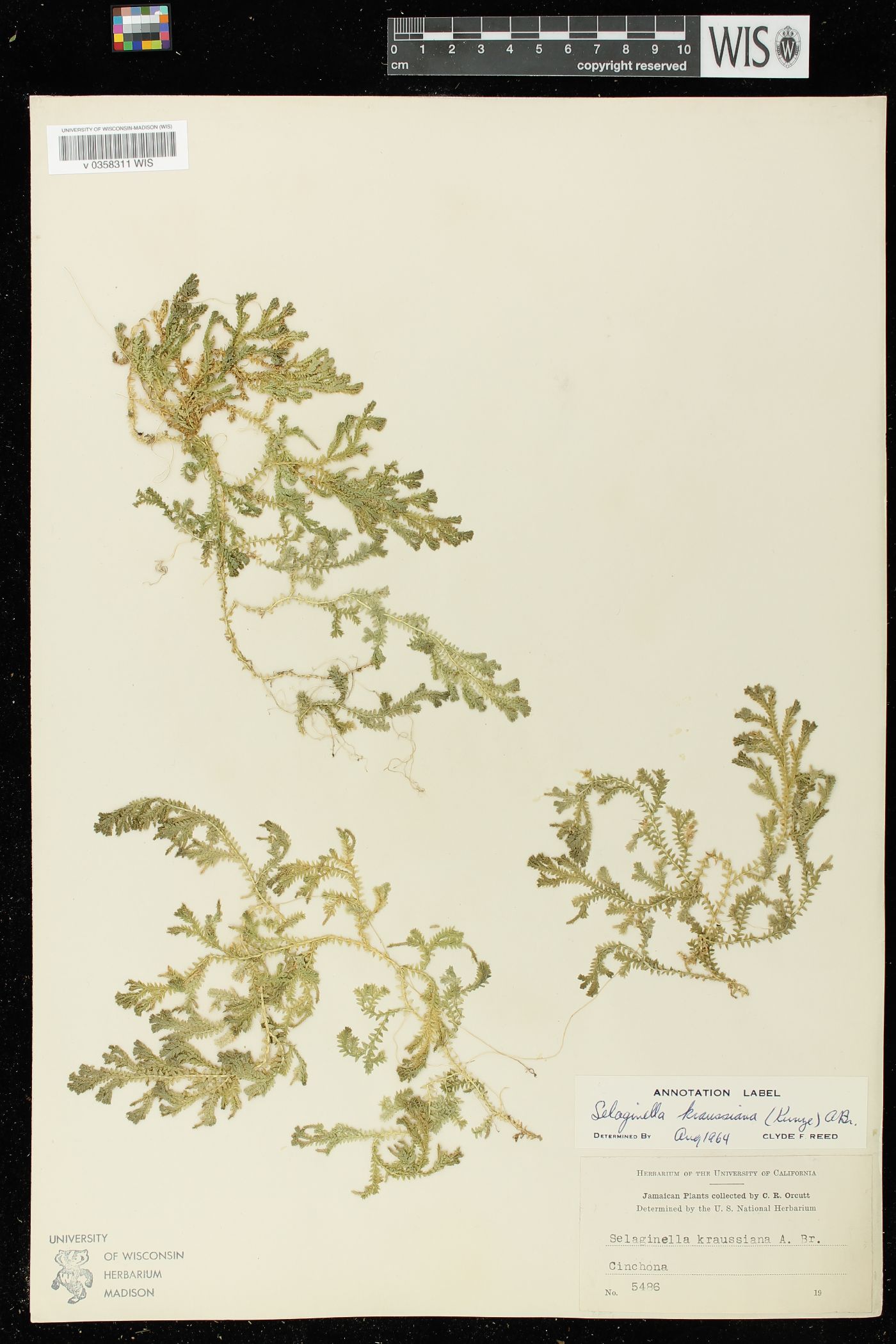 Selaginella kraussiana image