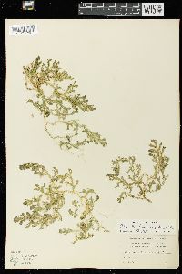 Selaginella kraussiana image