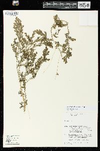 Selaginella silvestris image