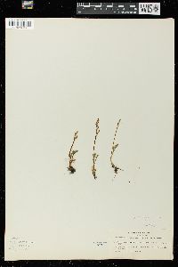 Botrychium simplex image