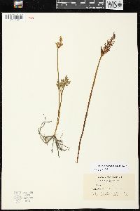 Botrychium schaffneri image