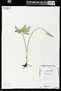 Image of Sceptridium japonicum