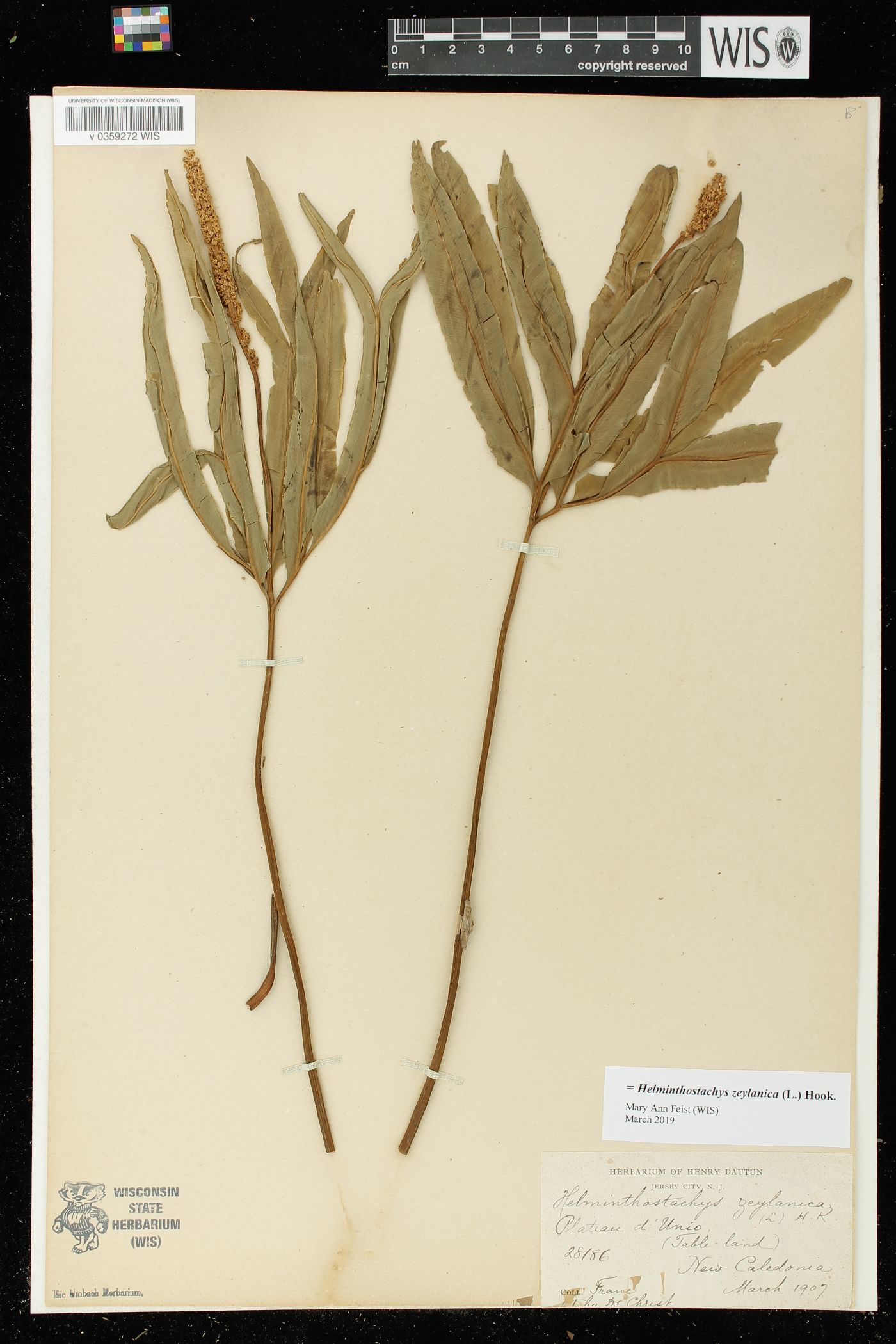 Helminthostachys image