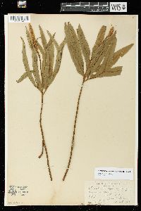 Helminthostachys zeylanica image