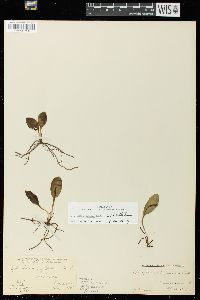 Ophioglossum engelmannii image