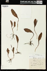 Ophioglossum engelmannii image