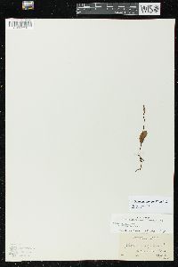 Ophioglossum pusillum image