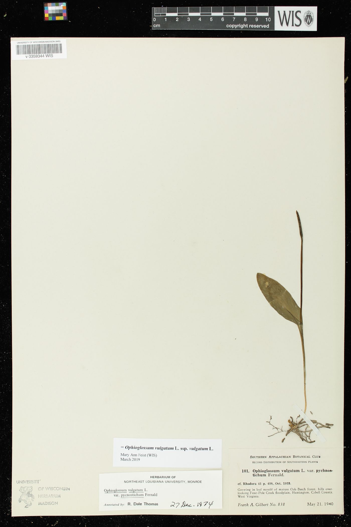 Ophioglossum vulgatum subsp. vulgatum image