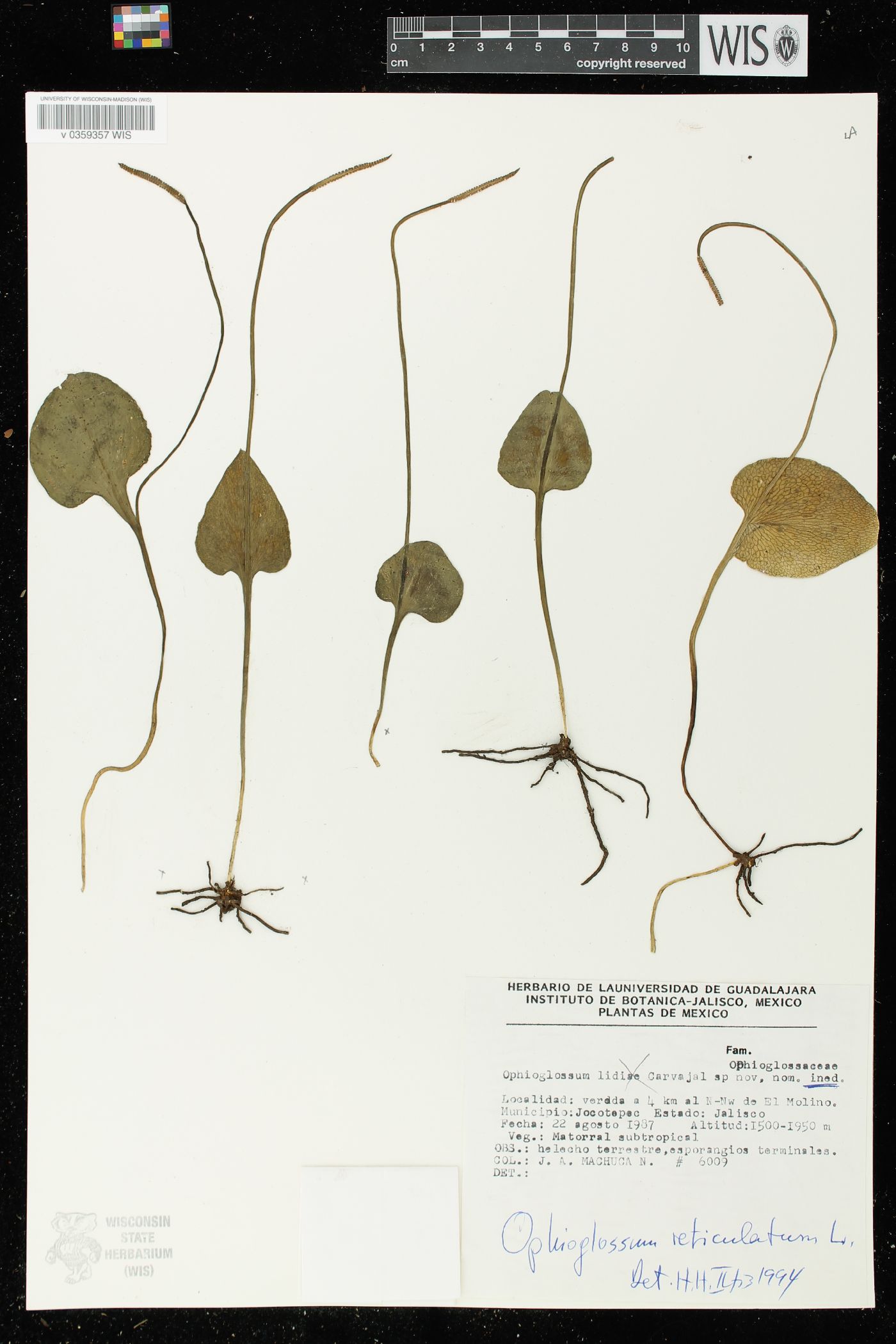 Ophioglossum reticulatum image