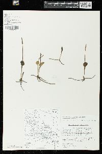 Ophioglossum reticulatum image