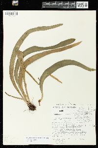 Ophioderma falcatum image
