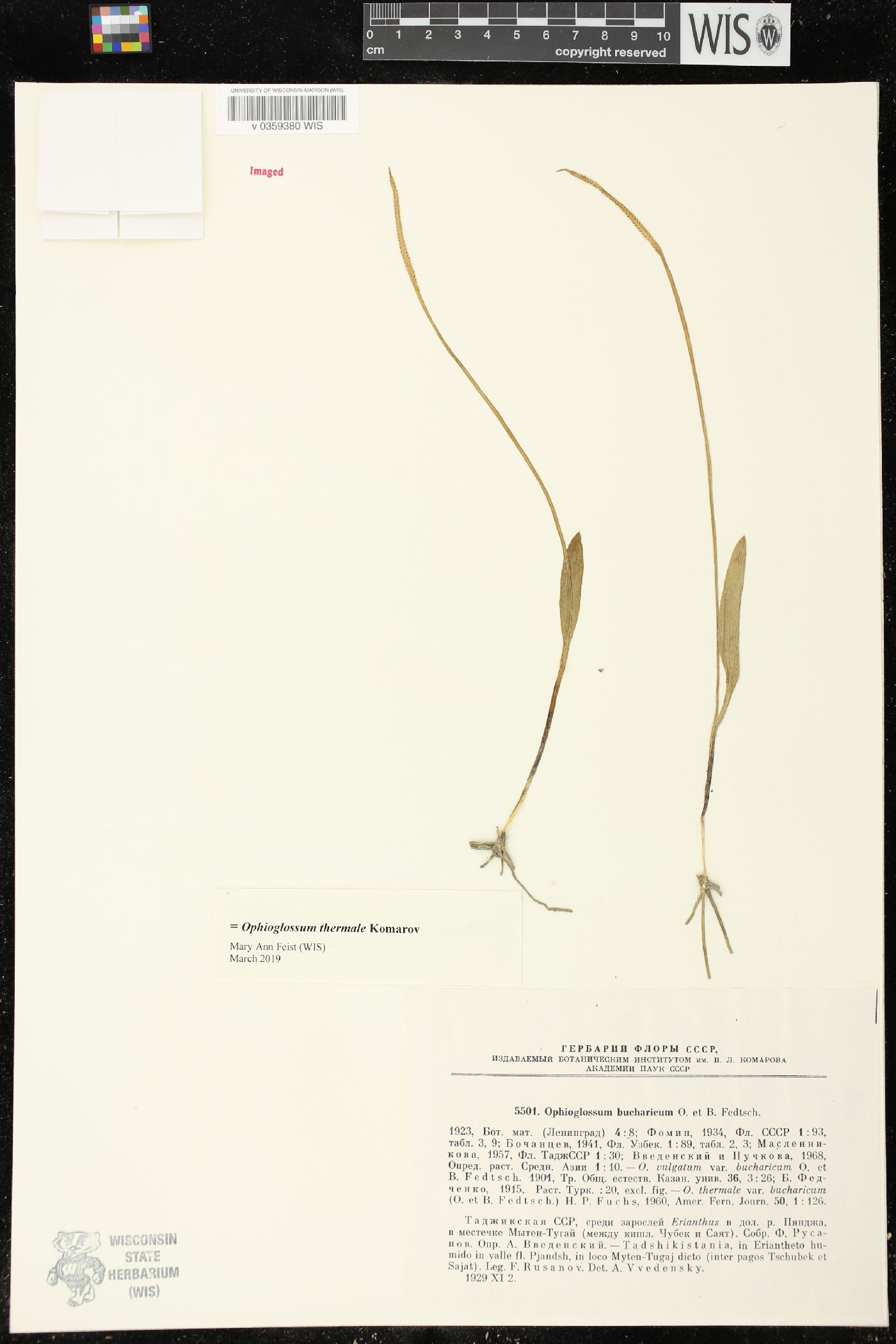 Ophioglossum thermale image