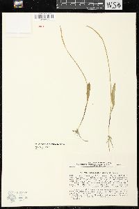 Image of Ophioglossum thermale