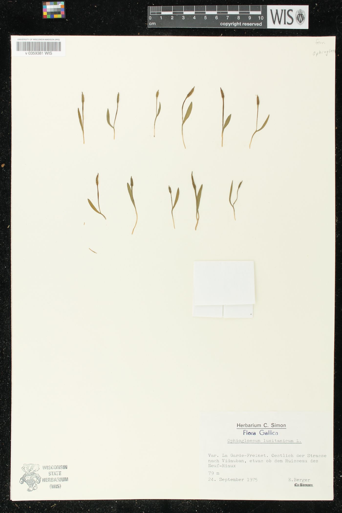 Ophioglossum lusitanicum image