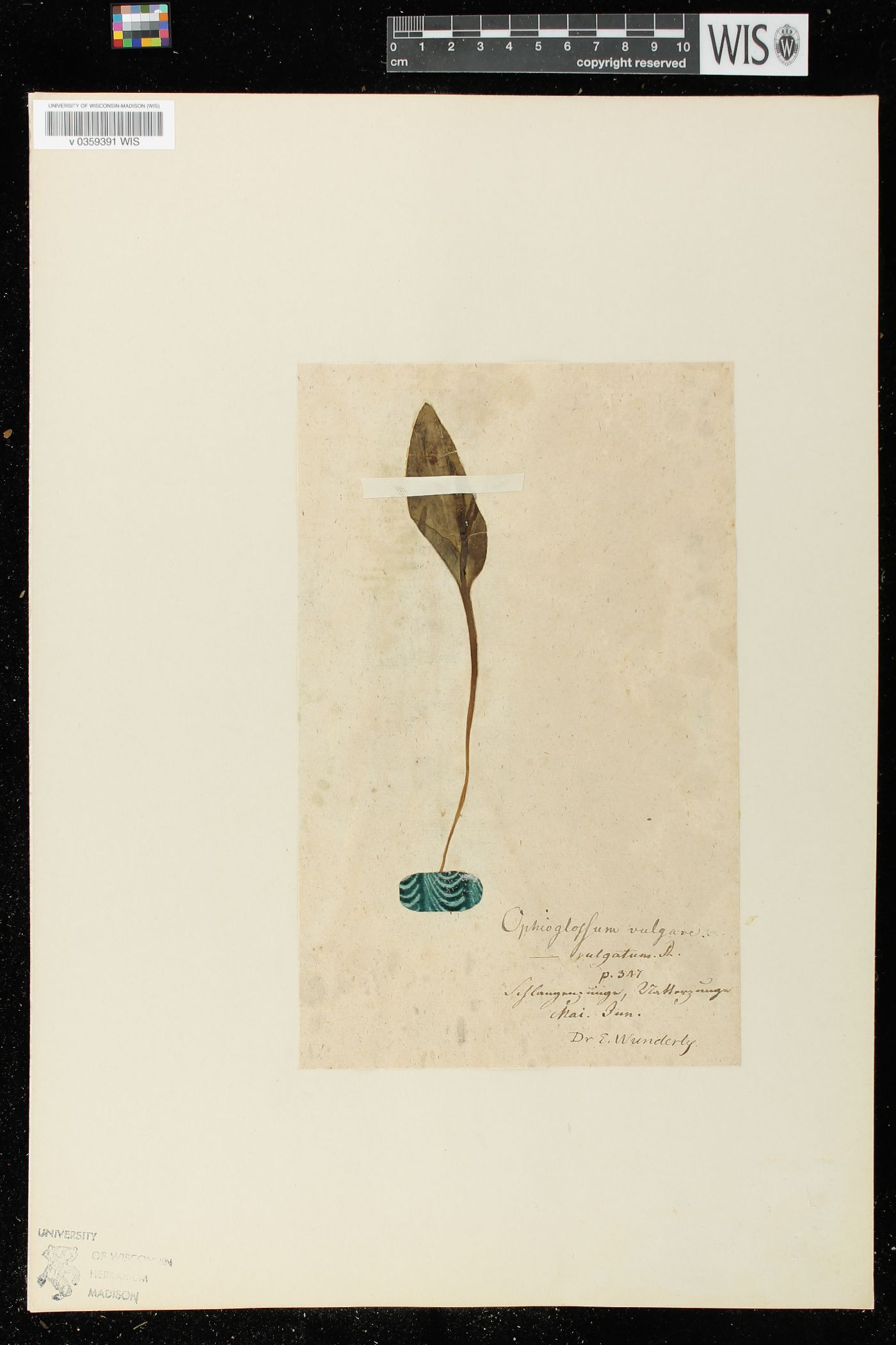 Ophioglossum vulgatum subsp. vulgatum image
