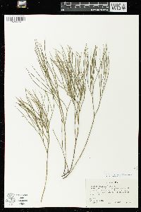 Psilotum nudum image