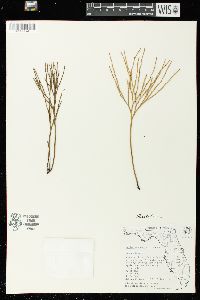 Psilotum nudum image