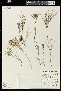 Psilotum nudum image