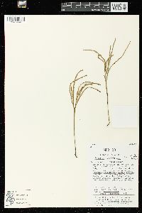 Psilotum complanatum image