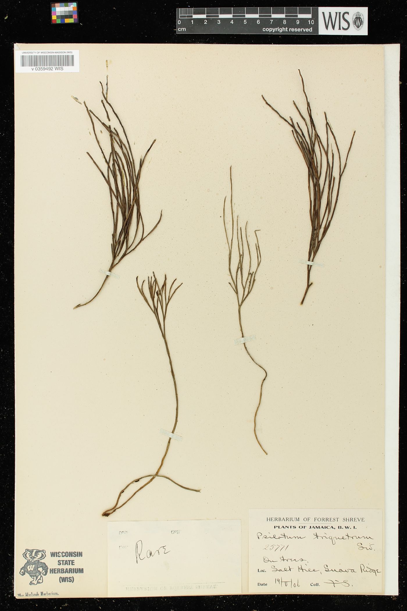 Psilotum triquetrum image