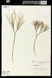 Psilotum nudum image