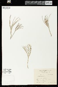 Psilotum nudum image