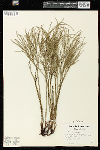 Psilotum nudum image