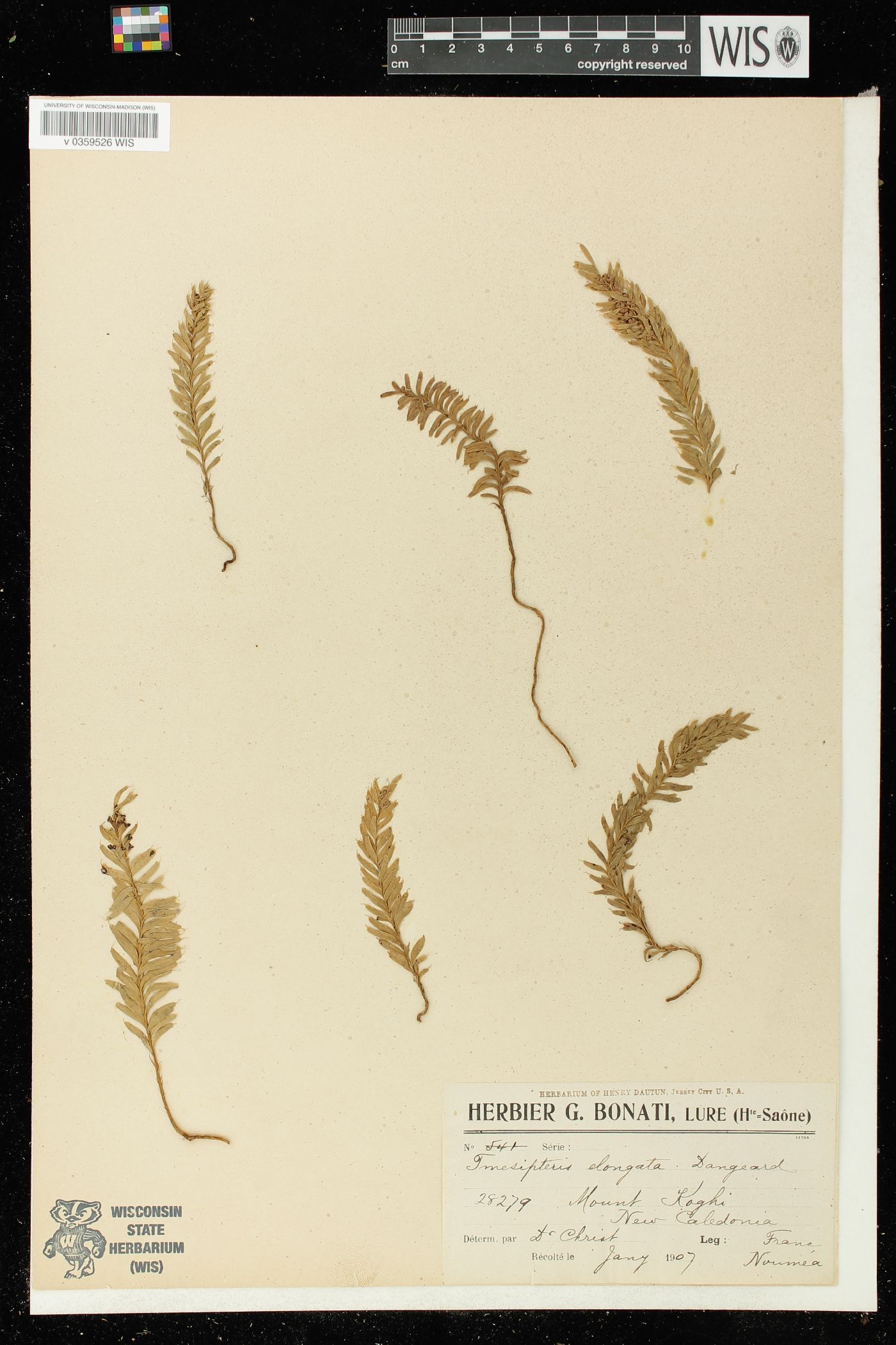 Tmesipteris elongata image