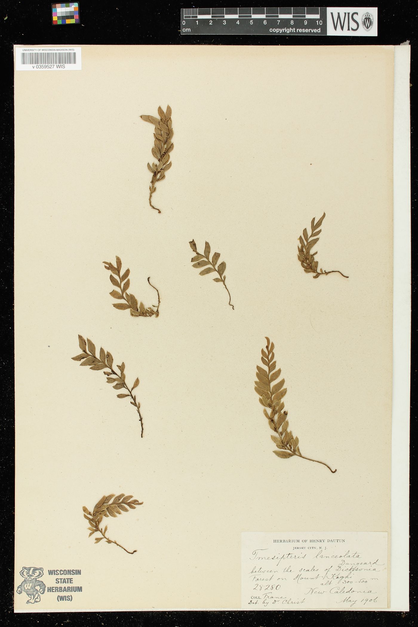 Tmesipteris lanceolata image