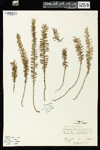 Tmesipteris vieillardii image