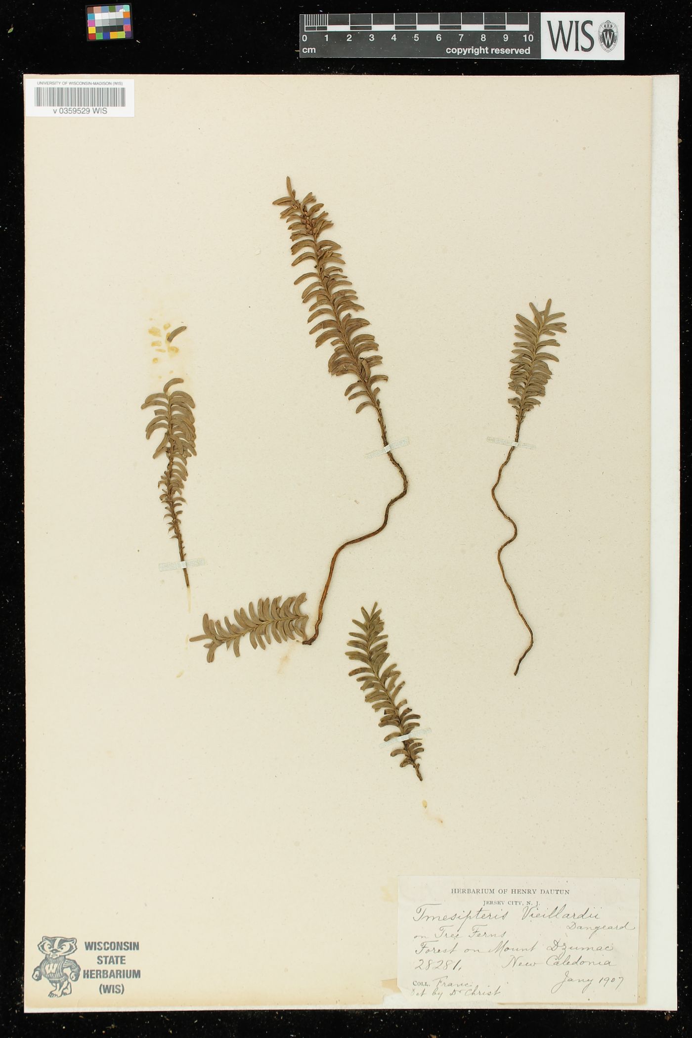 Tmesipteris vieillardii image