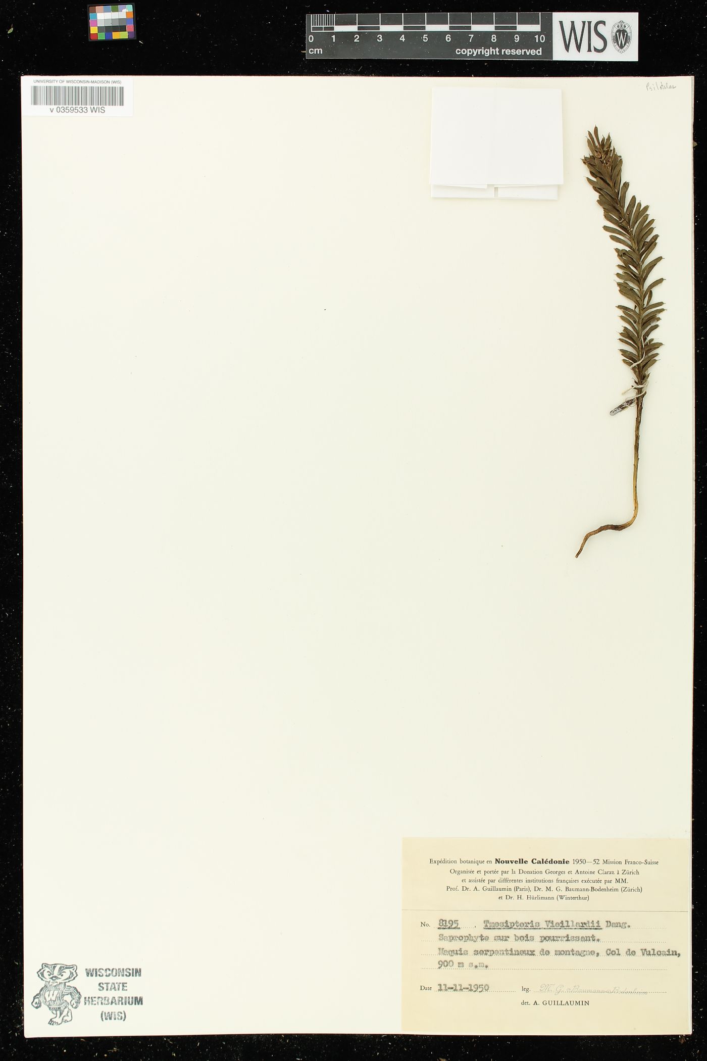 Tmesipteris vieillardii image