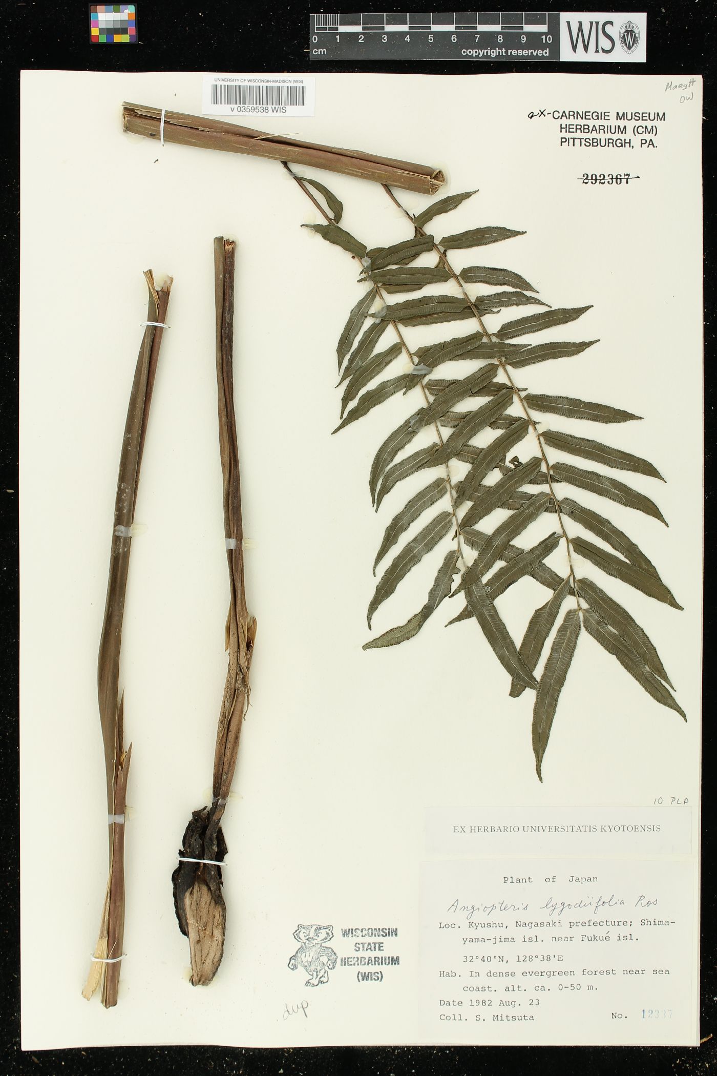 Angiopteris lygodiifolia image