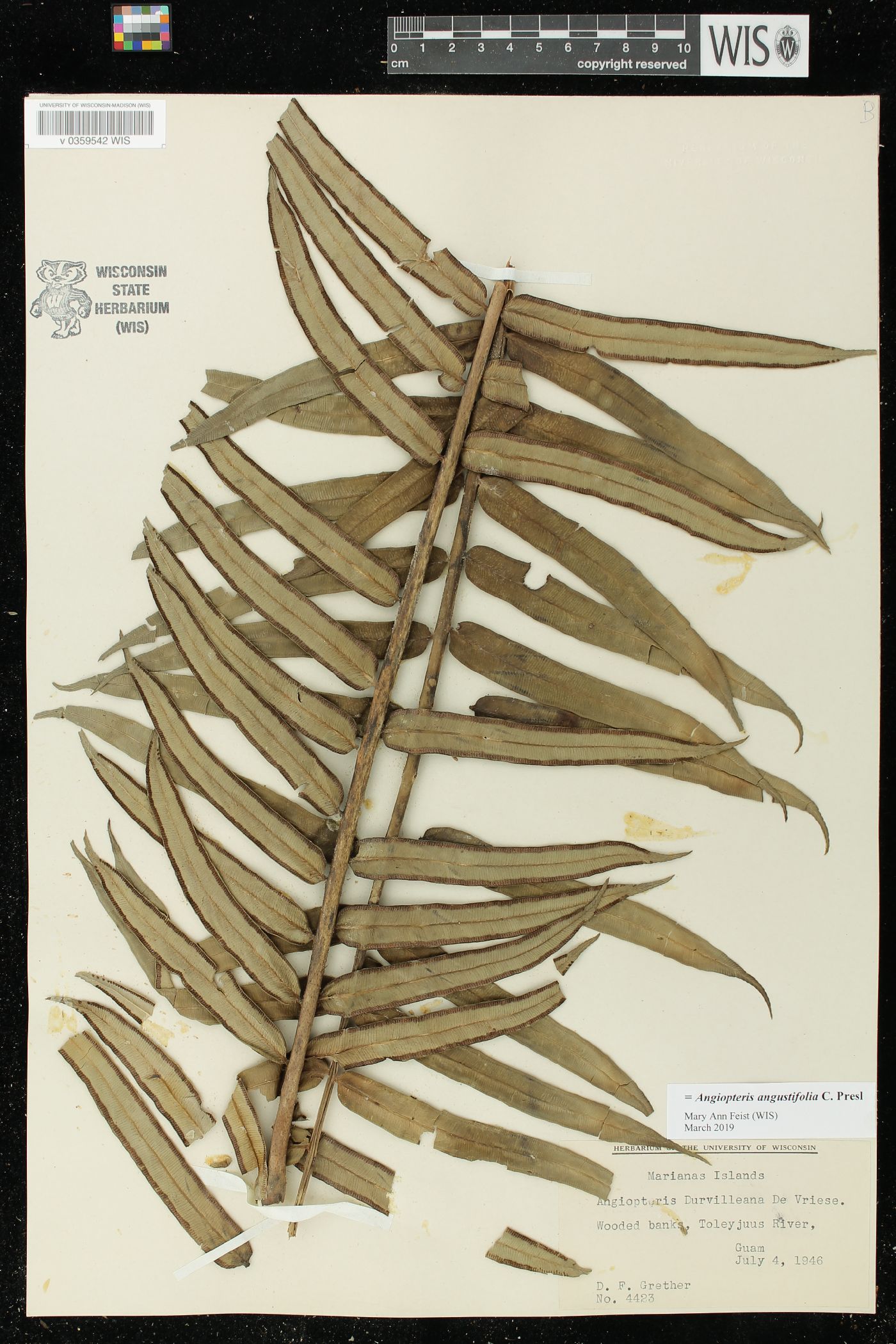 Angiopteris palmiformis image