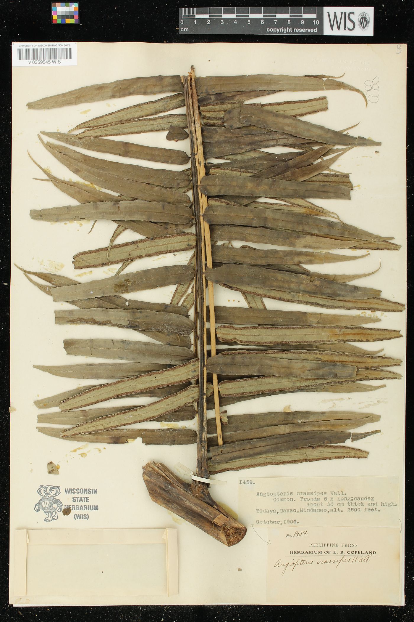 Angiopteris crassipes image