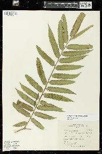 Angiopteris lygodiifolia image