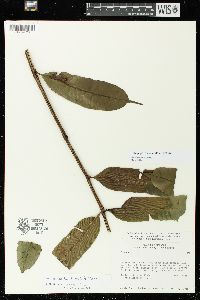 Angiopteris evecta image