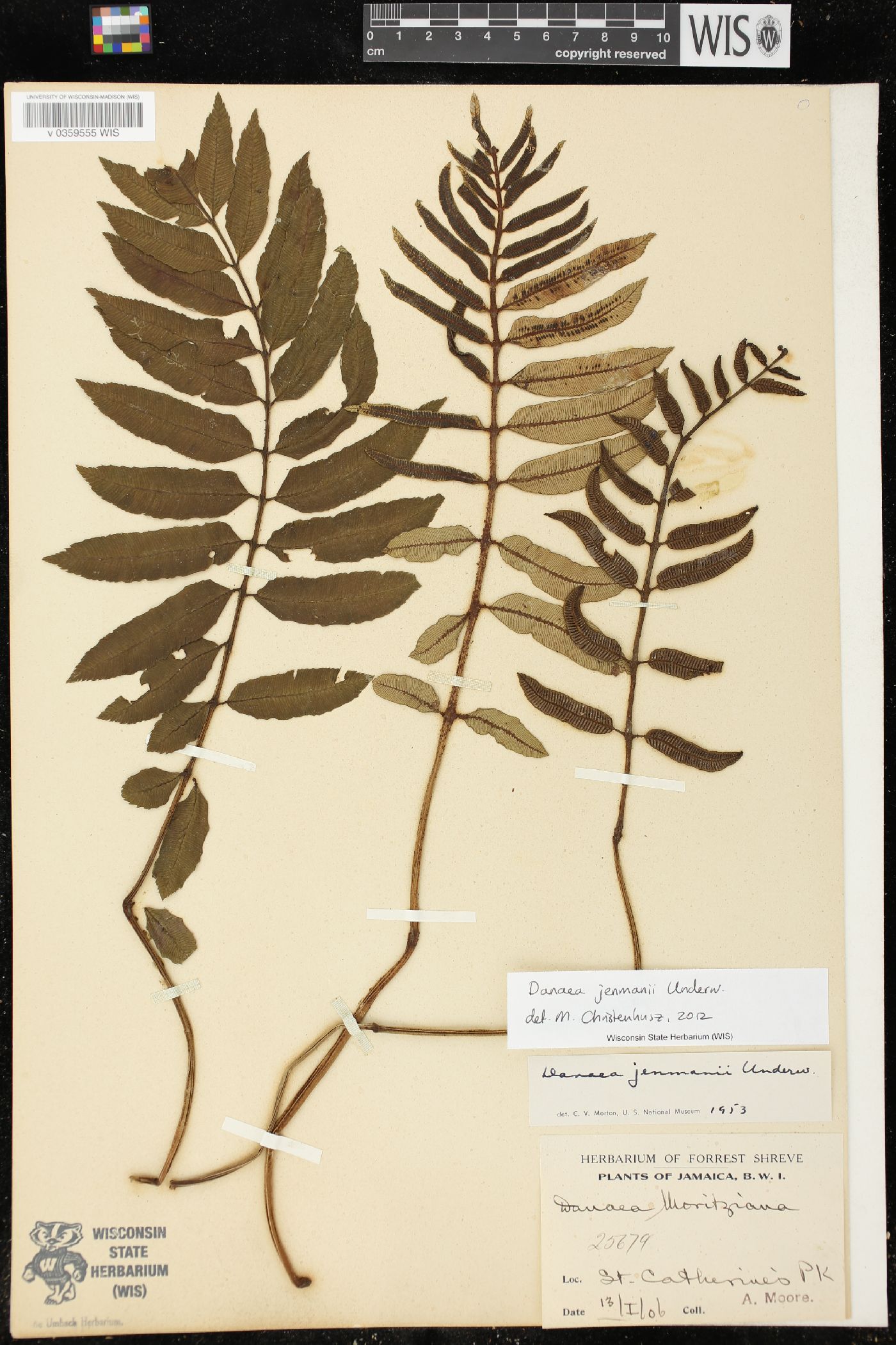 Danaea jenmanii image