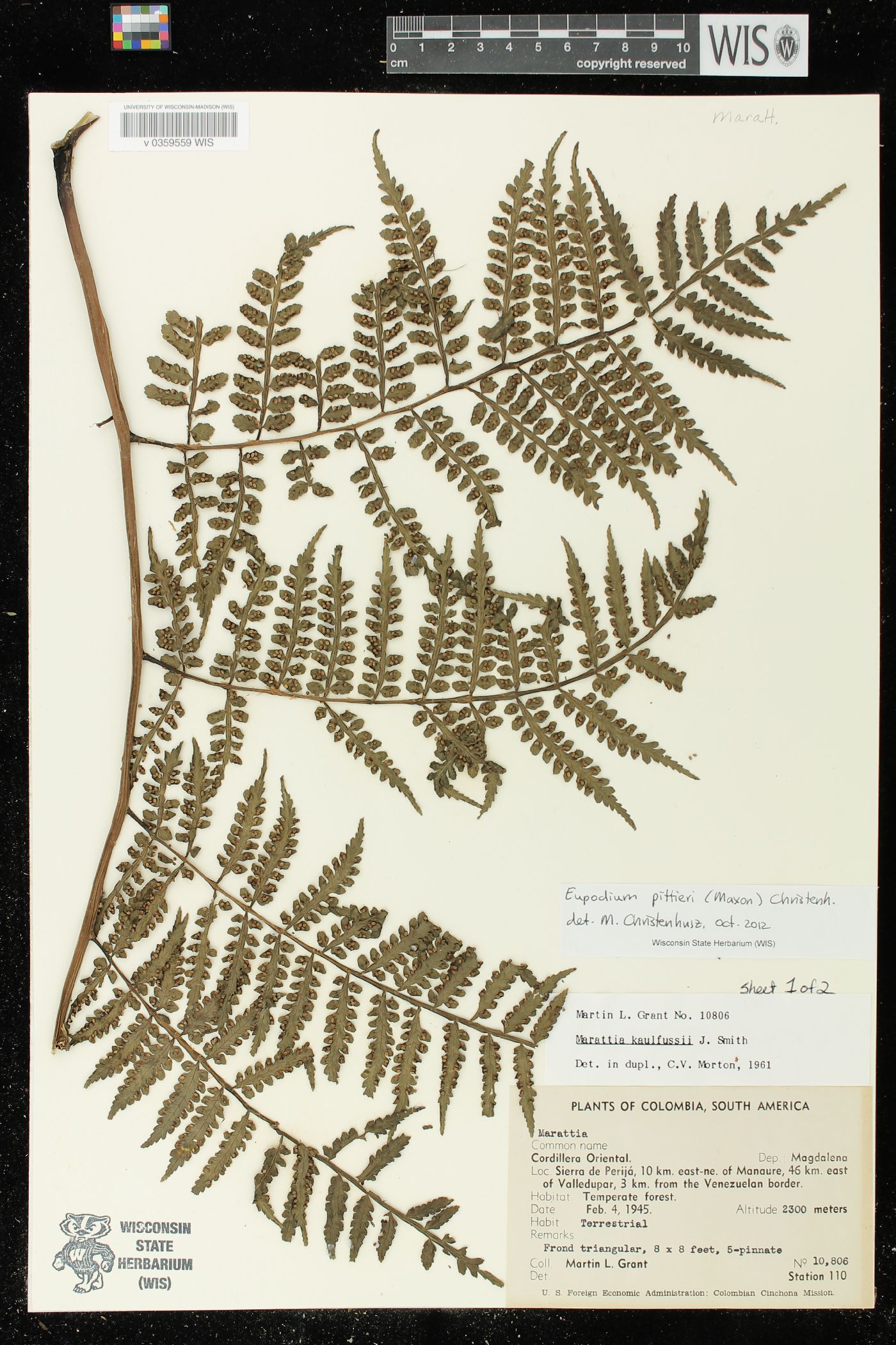 Eupodium pittieri image
